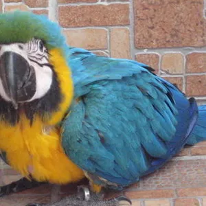 Rдома,  поднятые и зарегистрирован синих и золотых попугаи ара для прод